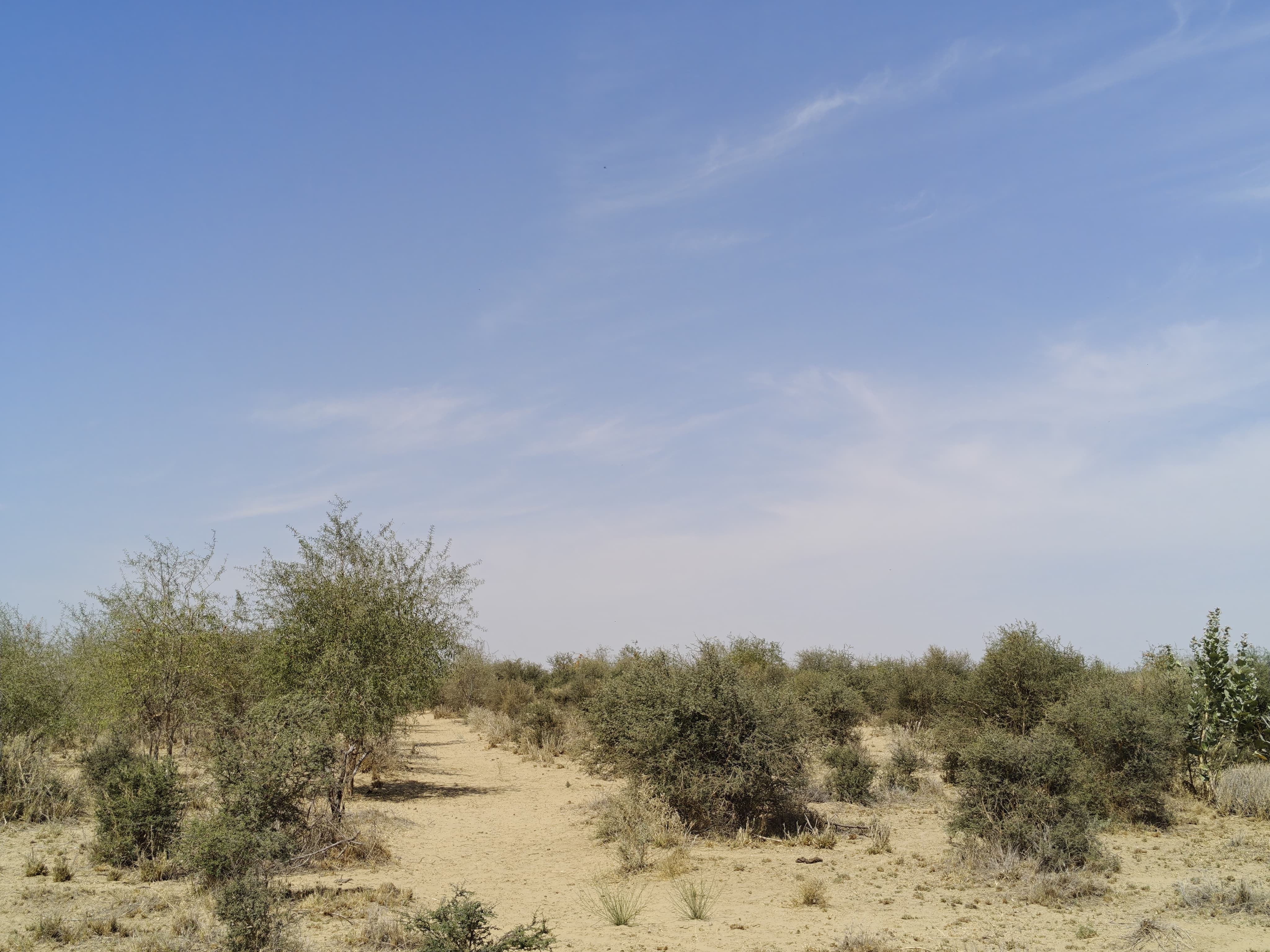 Compensatory Afforestation